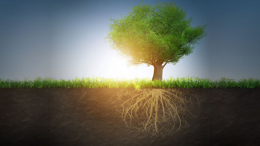 Grounding: How to Use Our Senses to Calm Stress and Stay Present-Focused
