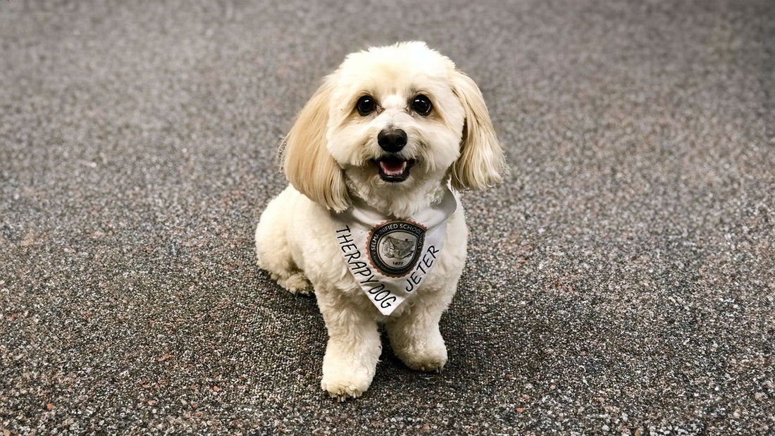 Jeter, My Co-Therapist…How Can a Dog Be a Co-Therapist?