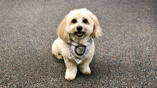 Jeter, My Co-Therapist…How Can a Dog Be a Co-Therapist?